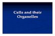 Cells and their Organelles 1 Organelles.pdf · 2008-08-28 · Organelles and Disease Organelles provide efﬁciency and an excellent division of labor for the cell However, as with