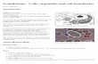 Foundations - Cells, organelles and cell boundaries ... · Eukaryotic Cell Organelles Fundamental concept - all eukaryotic cells (some specialized exceptions) Membrane bound (enclosed)