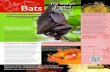 The World’s Bats - Pollinator.org › pollinator.org › assets › ... · Bats Additional Bat Facts Old World fruit bats live in a range of habitats and are found in tropical and