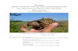 Data Report 2010-2011 Ornate Box Turtle (Terrapene ornata) …€¦ · Specimens of ornate box turtles (Terrapene ornata) were hand-captured and ... (TFSP) in Whiteside County and