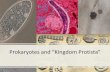 Prokaryotes and “Kingdom Protista” - Weeblybowieaquatic.weebly.com/uploads/1/3/2/2/13221691/...“Kingdom Protista” •Domain Eukarya •So diverse a kingdom, that many scientists