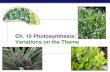 Chapter 10. Photosynthesis: Variations on the Themestaff.katyisd.org/sites/thsbiologyapgt/Documents/Unit 04...AP Biology C4 vs CAM Summary C4 plants separate 2 steps of C fixation