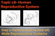 Topic 18- Human Reproductive System · 2016-12-12 · reproductive system? (PowerNotes) The organs of the female reproductive system are specialized for three major functions: 1.