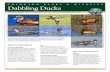 Species Profile Factsheet and Habitat Scorecard - Dabbling ......species. All ducks in this guild are federally protected game birds in the United States, Canada, and Mexico. Colorado