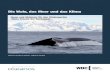 Die Wale, das Meer und das Klima...Wal- und Delfinschutzorganisation WDC, Altostr. 43, 81245 München Okeanos - Stiftung für das Meer, Auf der Marienhöhe 17, 64297 Darmstadt Autorin: