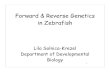 Forward & Reverse Genetics in Zebrafishgenetics.wustl.edu › bio5491 › files › 2010 › 01 › AdvancedGenetics20… · Forward & Reverse Genetics in Zebrafish 1 Lila Solnica-Krezel