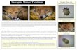 Sarcoptic Mange Treatment Sarcoptic Mange mite (Sarcoptes ... · mange treatment packs will have gone to help no less than 4,928 foxes suffering from the dreadful and life-threatening