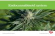 Endocannabinoid system Welcome to the Webinar · 2018-08-24 · Endocannabinoid system Transition Zones Receptors… what the ligands bind to. CB 1-5, TRPV-1 • CB receptors 300-500