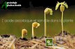 gro-écologie griculture durable · Alves RE, Filgueiras HAC, Moura CFH, Araujo NCC, Almeida AS. (2002). Camu-camu (Myrciaria dubia McVaugh): a rich natural source of vitamin C. 48th