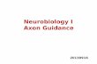 Neurobiology I Axon Guidance - IISER Puneraghav/pdfs/neurobiology1/... · Robol Rob03 Slit Netrin Floor plate Postcrossing Netrin occ Rob03 Robol (high) (low) Repulsion Attraction