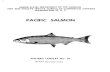 PACIFIC SALMON · 2017-03-21 · King and silver salmon are highly prized by sportsmen, who troll, spin, or cast for them in coastal bays and streams. Salmon fishing is carried on