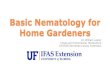 Basic Nematology for Master Gardeners - UF/IFAS Extension › wp-content › uploads › 2020 › 03 › ... · 2020-03-04 · Intestinal worm (Ascaris lumbricoides) The guinea worm