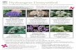 Hydrangeas Demysti˜ ed - Woldhuis Farms.com Demy… · All hydrangeas have similar cultural needs, requiring: • Moist but well-drained soil (hydrangeas will not tolerate wet feet