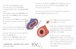 Capillaries, arteries and veins - EvolutionVN€¦ · Capillaries, arteries and veins fill in the gaps Made up a single layer of endothelial cells capillaries are small and permeable.