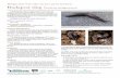 Michigan State University’s invasive species factsheets ... · Mature slugs mate and lay eggs on soil in moist and concealed locations. Eggs are oval (2.8-3.5mm) and . opaque, laid