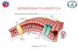 MEMBRANA PLASMÁTICA€¦ · Ideas principales de la estructura de la membrana plasmática Todas las células están rodeadas por la membrana plasmática o membrana Celular.