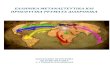 ΠΡΟΣΦΥΓΙΚΑ ΡΕΥΜΑΤΑ ΔΙΑΧΡΟΝΙΚΑ1gym-filipp.pre.sch.gr/pdf/prosfiges.pdf · 7 Η Μίλητος Μια τεράστια έκταση από την Ισπανία