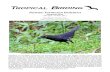 Taiwan: Formosan Endemics - Tropical Birding · 2016-10-19 · for Taiwan, like Little Curlew, Red-necked Phalarope, Grey-headed Lapwing, Black-naped Tern and Plain Flowerpecker.