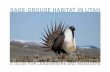 SAGE-GROUSE HABITAT IN UTAH · 2017-06-01 · Utah Sage-grouse Guide 2 | Foreward The loss and fragmentation of sagebrush (Artemisia spp.) landscapes in the West has caused the decline