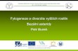 Fylogeneze a diverzita vyšších rostlin Bazální …...Petr Bureš: Prezentace přednášky Fylogeneze a diverzita vyšších rostlin - dvouděložné Asteridy – 15 řádů Základní