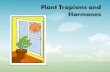 Plant Tropisms and Hormones - Florida Agriculture …...Abscisic Acid • Stress hormone. • Reduce growth during times of plant stress by inhibiting other hormones. • Keeps seeds