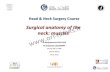 Surgical anatomy of the : muscles · 2015-03-04 · Head & Neck Surgery Course Dr Pierfrancesco PELLICCIA . Pr Benjamin LALLEMANT. Service ORL et CMF . CHU de Nîmes . CH de Arles
