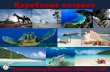 Карибские острова › files › 1463 › 1390 › Carrebean...дикая природа. Острова Экзума - 365 островов, рай для яхтсменов,