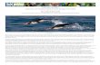 FIELD GUIDES BIRDING TOURS: Antarctica, the Falkland Islands & … › triplists › ant18LIST.pdf · 2018-05-07 · Antarctica, the Falkland Islands & South Georgia Cruise 2018 Jan