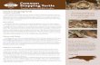 Common Snapping Turtle Wildlife Profile€¦ · Common snapping turtle range This wide-ranging turtle occurs through-out most of the United States east of the Rocky Mountains, from