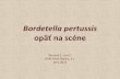 Bordetella pertussis opäť na scéne - NsP Skalica · 2016-01-28 · Bordetella pertussis –základné informácie • Graegatívy kokobacil, aeróby, epohyblivý, kultivovateľý