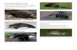Australian Mammal Listdirttime.ws/Butterfly2/Australian Mammals2019.pdf*Long-nosed Potoroo (Potorous tridactylus) 108. Rat-kangaroos and Tree Kangaroos Musky Rat-kangaroo (Hyspipprymnodon