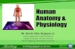Human Anatomy & Physiology€¦ · Human Anatomy & Physiology •Gross anatomy, or macroscopic anatomy, considers relatively large structures and features visible to the unaided eye.