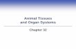 Animal Tissues and Organ Systems - Weebly...32.1 Organization of Animal Bodies Tissue •Interacting cells and extracellular substances that carry out one or more specialized tasks