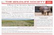 Effects of an Invasive Species ... - The Wildlife Society€¦ · The Wildlife Society - 425 Barlow Place, Suite 200 Bethesda, MD 20814 - policy@wildlife.org Disease Feral swine can
