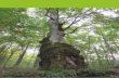 maria vittoria biondi - Ambiente · bosco legno arredamento, a cura di T. Dal Bosco, R. De Martin, Z. Rotondi, Unicredit, Laterza, 2011). Negli ultimi due decenni c’è stata tuttavia