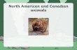 North American and Canadian animalsAmerican black bears and grizzly bears will hunt other animals and eat nuts, berries, fruit, insects and grasses. Grizzly bears also like fish. Grizzly