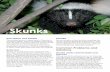 skunks - City of Thornton Official Website - City of Thornton · 2015-03-10 · (especially babies), insects and larvae. They are also incredibly cute, especially as babies! Common