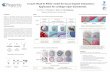 A ‘bead-in-pellet’ model for tissue-implant interactions ... 2013 poster_Regentis.pdf · suspension of primary ovine chondrocytes (passage 2, 1.5-2 x106 cells) or human 6mesenchymal
