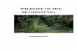 WILDLIFE OF THE BRAHMAPUTRAthebrahmaputra.in/pdf/Brahmaputra Wildlife.pdf · Buragohain, Assistant Conservator of Forests, Northern Range, Biswanath Ghat, Kaziranga National Park