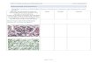 Indian Hills Community College | Indian Hills …€¦ · Web viewBIO 199: Basic Anatomy and Physiology Lab Lab 4: Assignment Page 1 of 13 BAP Histology Lab Worksheet Using the Pictures