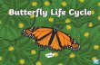 Butterfly Life Cycle...Butterfly Life Cycle The larva (caterpillar) hatches and works on eating the plant it was born on to grow. It will shed its skin several times. Butterfly Life