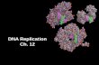 7.2- DNA Replication - Weebly · Copying DNA •Replication of DNA –base pairing allows each strand to serve as a template for a new strand –new strand is 1/2 parent template