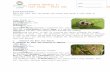 Research the Bean Leaf Beetle€¦ · Web viewCase Study 1: Farmers: Bob & Sally Jenson Location: Minnesota, USA Crop: Soybeans Problem: Bean Leaf Beetle 1 Agronomist Report: An agronomist