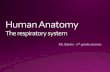 Human Anatomy The respiratory system€¦ · Oral Cavity Tongue Larynx Trachea Bronchus Left Lung Diaphragm . mucus rules . Larynx Trachea Carina Thyroid cartilage Cricoid cartilage