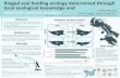 Ringed seal feeding ecology determined through local ecological … · 2020-02-03 · Ringed seal feeding ecology determined through local ecological knowledge and stomach content
