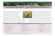 Hybrid Poplar and Hybrid Willow - College of Agriculture & Natural … · 2017-06-27 · 1,300 stems per acre for hybrid poplar and around 6,000 stems per acre for hybrid willow.