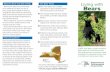 Living with Bears - New York State Department of ... · problems with bears is to remove all un-natural food sources. Living with Bears The Bear Facts • New York State has a healthy