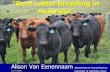 Beef cattle breeding in Australia · better beef”, and they have developed a partnership with Australian beef cattle producers called “Team Te Mania”. Team members work together