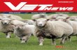 ThEilERiOsis WEaNER calVEs BREEdiNg WOFs 2019... · ThEilERiOsis – (TiE-lEaR-E-O-sis) — a NEW WORd addEd TO OuR VOcaBulaRy! sTuaRT BRuERE Sporadic cases of this disease have appeared