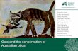 Cats and the conservation of Australian birds · Ausgeo Jessica Marsh John Gould Google Play 29% vs 17% (22 studies) 23% vs 9% (2 studies) 34% vs 14% (15 studies) Cats have largest
